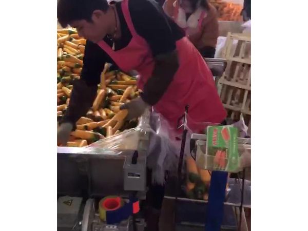 胡萝卜KAIYUN.COM·开云「中国」官方网站机视频