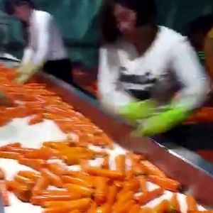 胡萝卜KAIYUN.COM·开云「中国」官方网站机视频